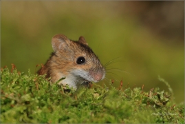 <p>MYŠICE TEMNOPÁSÁ (Apodemus agrarius) –--- /Stripted field mouse – Brandmaus/</p>